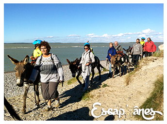 Rando’Ânes à la pointe du Hourdel